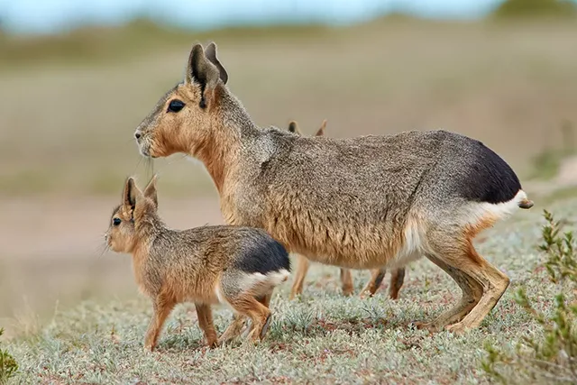 Patagonian Mara