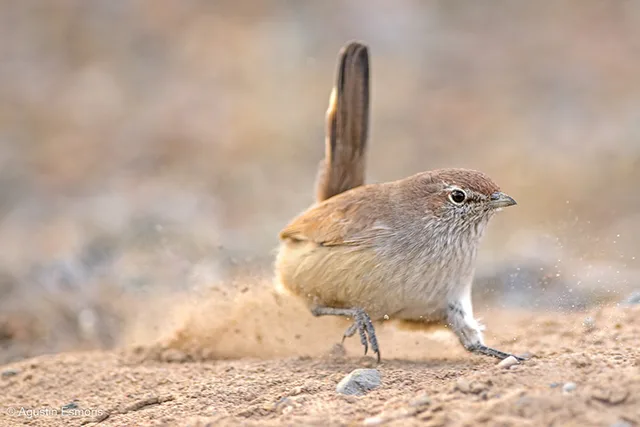 Monte Desert Endemics<br/>Patagonia Birding Expedition