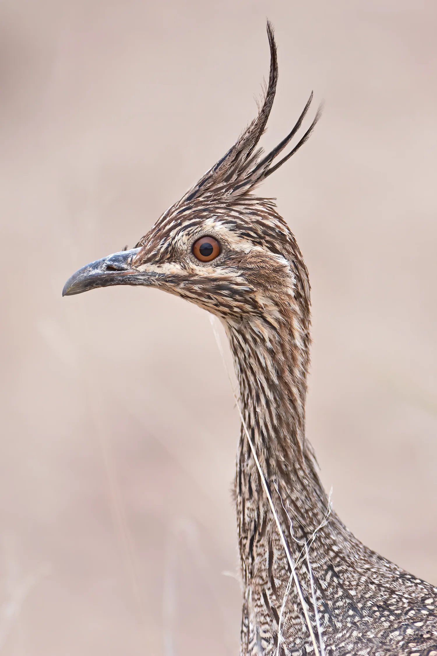 Birding Peninsula Valdes – Elegant-crested Tinamou