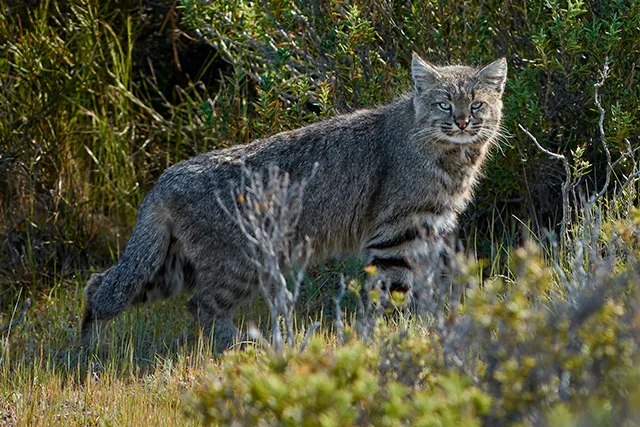 Pampas Cat