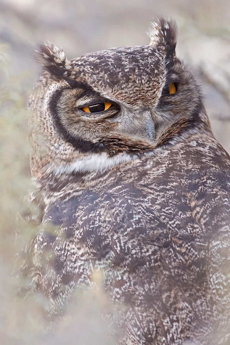 Magellanic Horned-Owl at dusk