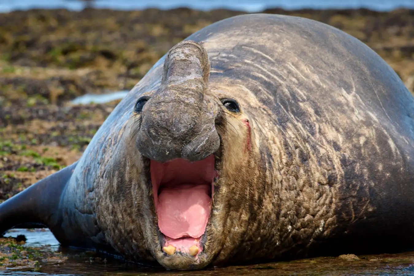 Southern Elephant Seal