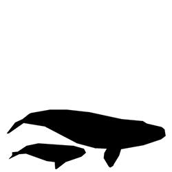 Southern Right Whale