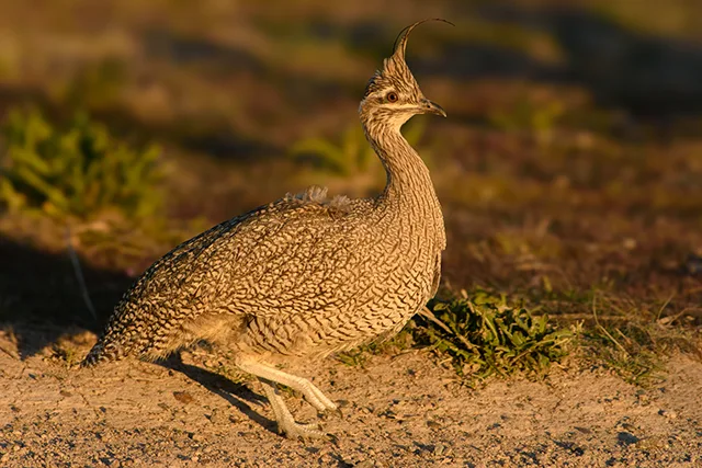Elegant Crested-Tinamou