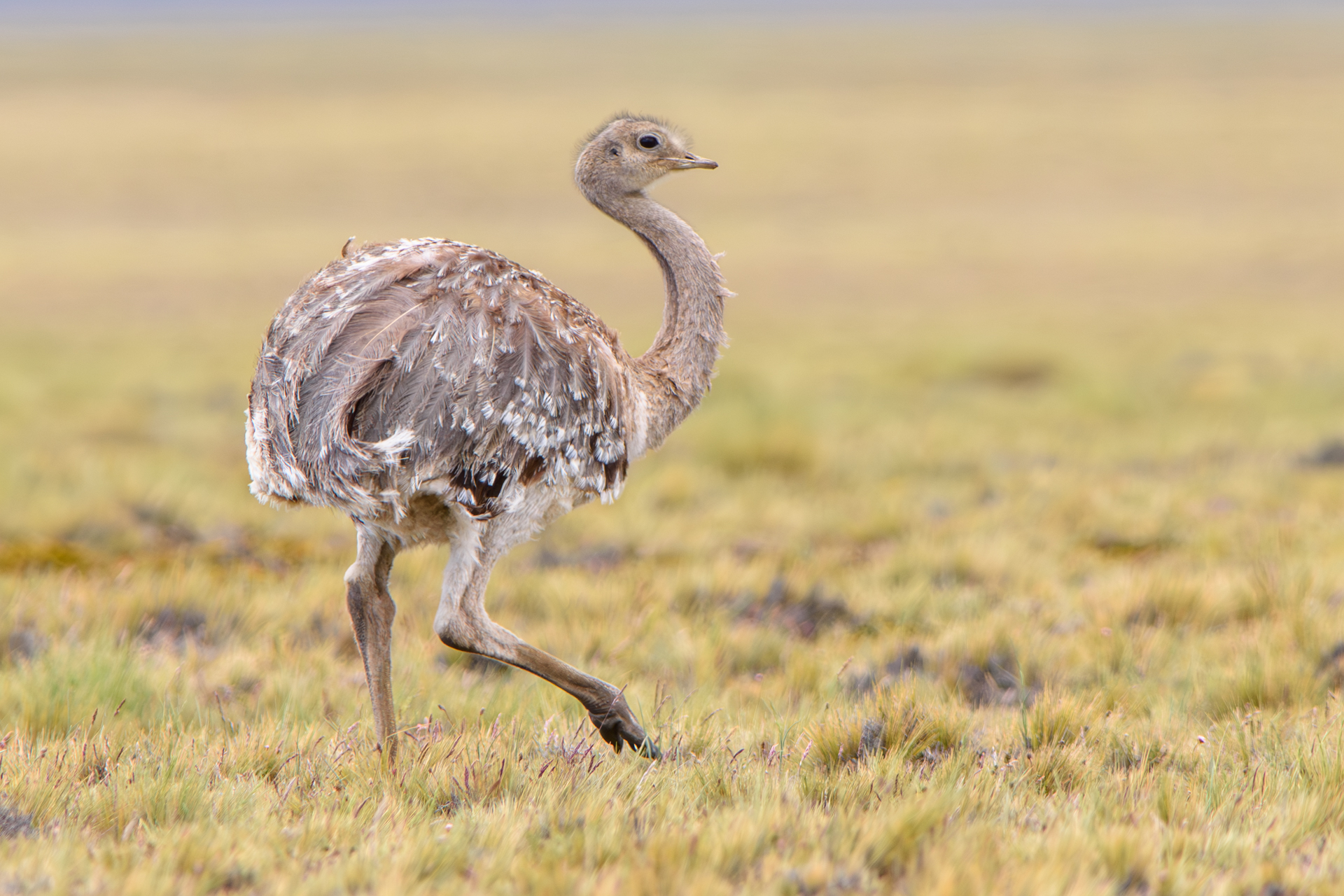 Birding in Península Valdés steppe – Lesser Rhea in open habitat