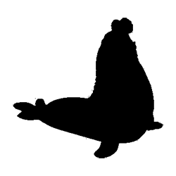 Southern Elephant Seal