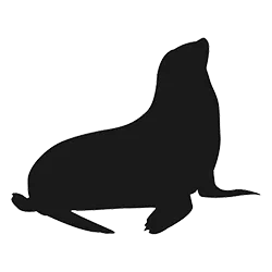 South American Sea Lion