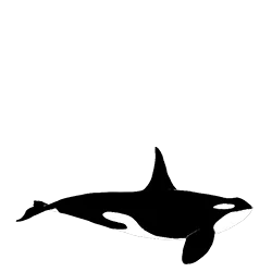 Orca