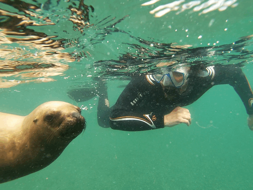 Snorkel con Lobos Marinos en Puerto Madryn
