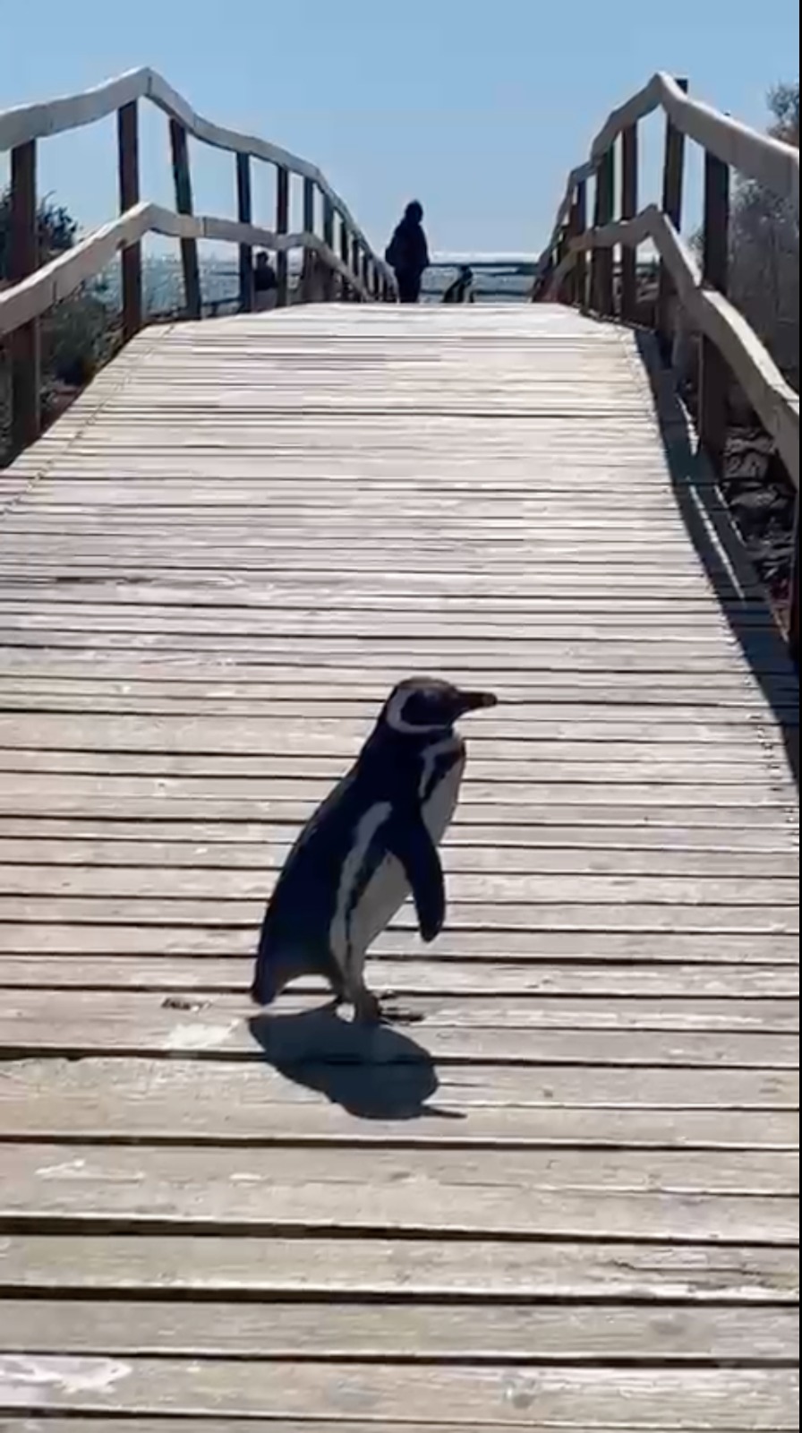 Punta Tombo penguins on the boardwalk — Patagonia