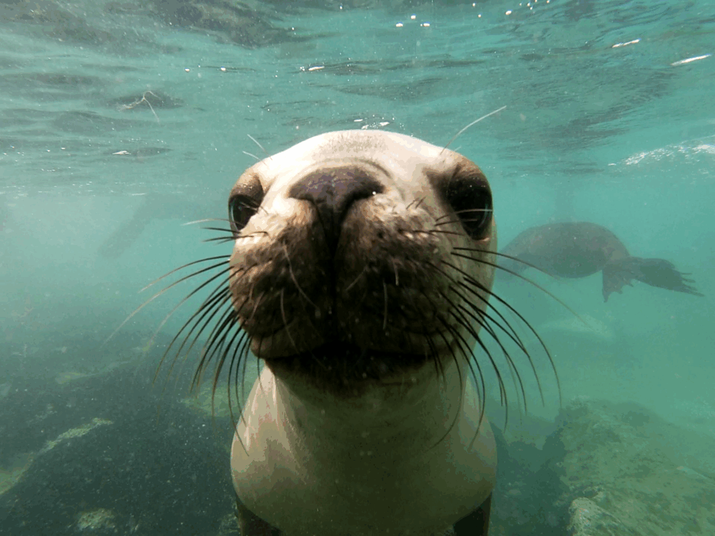 Sea Lion Diving in Puerto Madryn