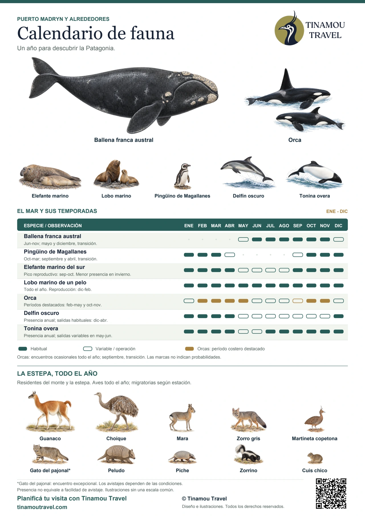 Calendario ilustrado de diecisiete animales de Puerto Madryn y alrededores. Ballenas, pingüinos, elefantes marinos, lobos marinos, orcas y delfines por mes, con diez residentes terrestres. La versión en texto está debajo.